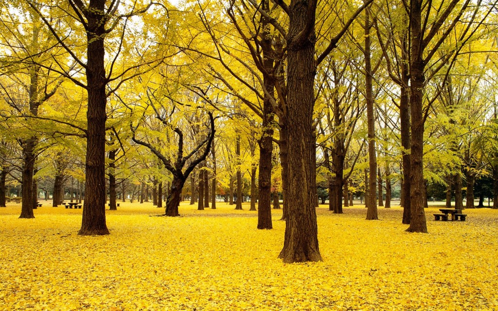 Cây bạch quả ở công viên Showa Kinen (Tachikawa), Nhật Bản