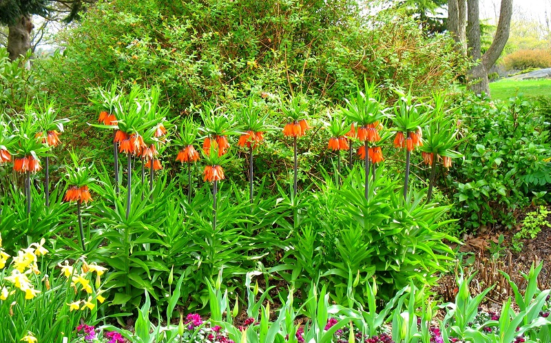 Hoa vương miện,hoa vương miện hoàng đế,Crown Imperial,Fritillaria Imperialis,Fritillaria,Liliaceae,họ hoa Lily