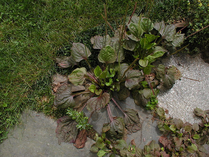 Mã đề,xa tiền, xa tiền thảo