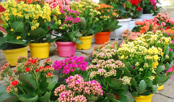 Cây lá bỏng,cây sống đời,hoa sống đời,cây thuốc bỏng,cây bỏng nổ,cây trường sinh,cây lạc địa sinh căn,Kalanchoe pinnata,Bryophyllum calycinum,Bryophyllum pinnatum,cây chữa bệnh,cây chữa bỏng