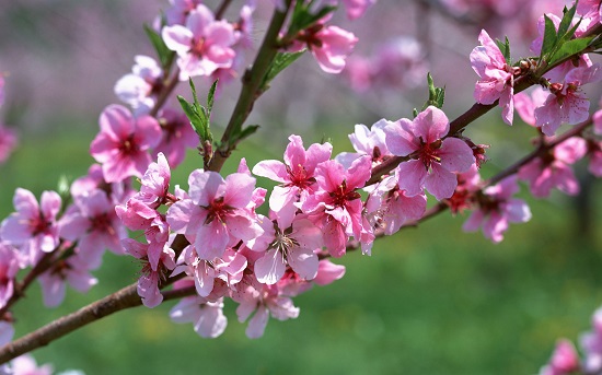 Cành hoa đào ngày Tết