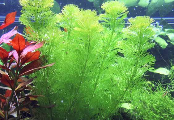 Rong lá ngò,tiềm liên,Cabomba caroliniana,cây thủy sinh