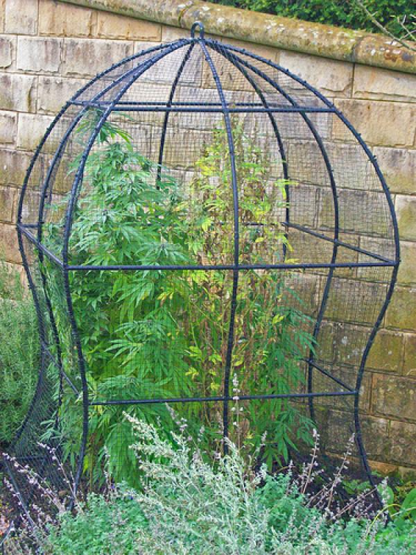 Khu vườn Alnwick Poiso