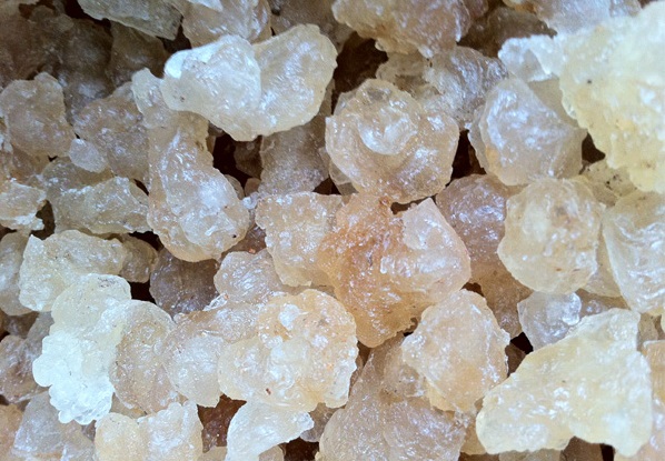 Cây trôm,trôm,mủ trôm,nhựa trôm,Sterculia foetida,tác dụng của mủ trôm