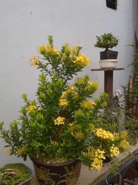 bán cây trang vàng,cây trang vàng,bonsai trang vàng