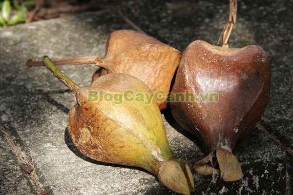Cây Bàng Vuông,cây bàng vuông,Lecythidales, họ lộc vừng, họ Lecythidaceae, Mammea asiatica L., cây bàng trường sa, cay bang vuong, cây bàng bí, Barringtonia asiatica (L.) Kurz, cây chiếc bàng,
