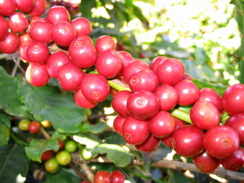 Cà phê,cây cà phê,coffee,cafe,họ thiến thảo,Rubiaceae,cà phê chè,Coffea arabica,cà phê vối,Coffea canephora,Coffea robusta,cà phê mít,Coffea liberica,Coffea excelsa,các loại cà phê,cà phê chồn