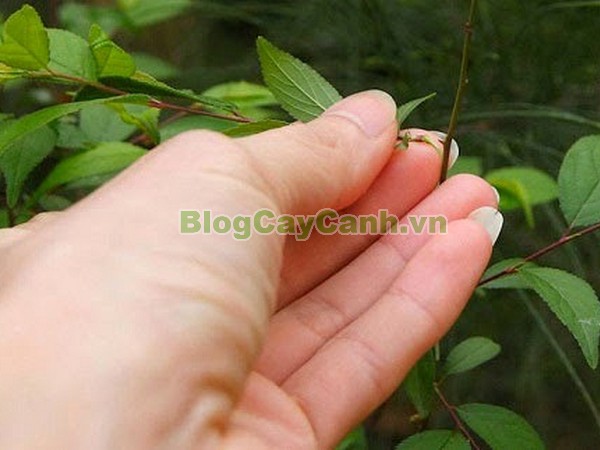 Cây Nhất Chi Mai (Cây Mai Trắng),cây nhất chi mai, họ hoa hồng, Prunus mume Sieb. & Zucc,cây bạch mai, cây hàn mai, cây lưỡng nhị mai, cây nhị độ mai, cây mai trắng, hình ảnh cây nhất chi mai, cây nhất chi mai chữa bệnh, cây nhất chi mai chơi tết, cây mai trắng,