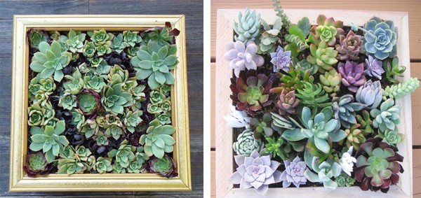 Cây treo tường - Vườn cây thẳng đứng độc đáo