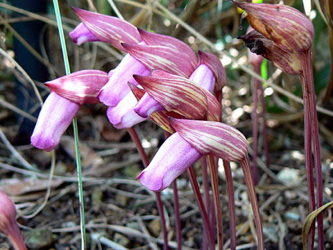 lệ dương,cây tai đất ấn,cây tai đất,cây dã cô,dã cô,họ lệ dương,họ cỏ chổi,Orobanchaceae,tác dụng của cây tài đất
