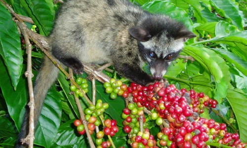 Cà phê chồn, con chồn và cà phê