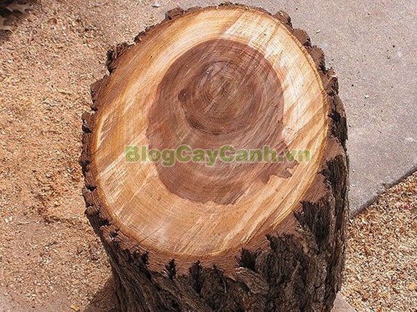 Cây Hoa Hạnh Phúc,cây hoa hạnh phúc, hình ảnh cây hoa hạnh phúc, cây hoa hạnh phúc đẹp, công dụng cây hoa hạnh phúc, cay hoa hanh phuc, cây hạnh phúc,