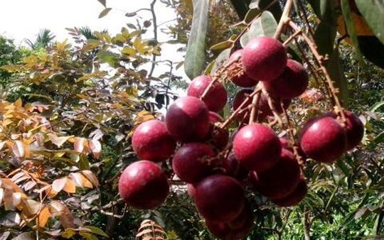 cây nhãn tím,nhãn tím,mua bán cây cảnh,hoa cảnh,sinh vật cảnh,hòn non bộ,Toàn quốc