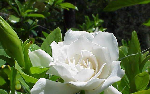 Bạch thiên hương ( Nhài Thái) tỏa hương ngọt ngào