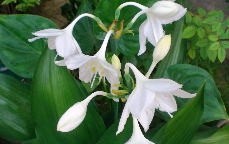 Hoa ngọc trâm,ngọc trâm,Amazon Lily,cây hoa đẹp