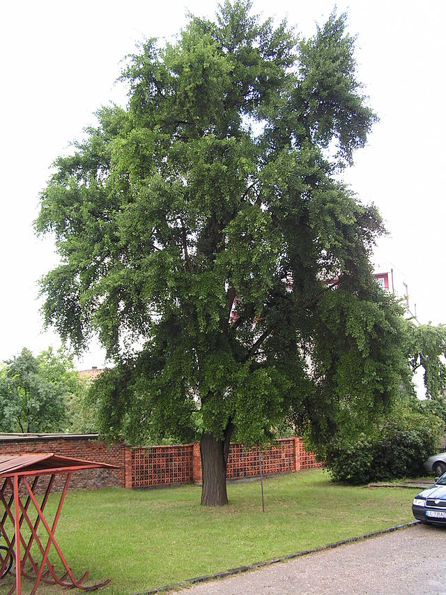 Cây bạch quả