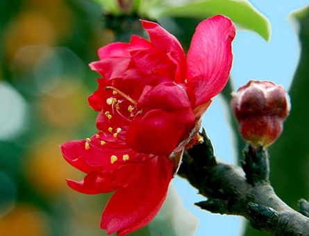 Đào thất thốn