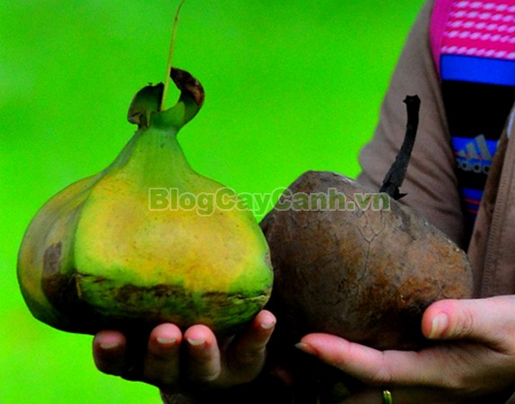 Cây Bàng Vuông,cây bàng vuông,Lecythidales, họ lộc vừng, họ Lecythidaceae, Mammea asiatica L., cây bàng trường sa, cay bang vuong, cây bàng bí, Barringtonia asiatica (L.) Kurz, cây chiếc bàng,