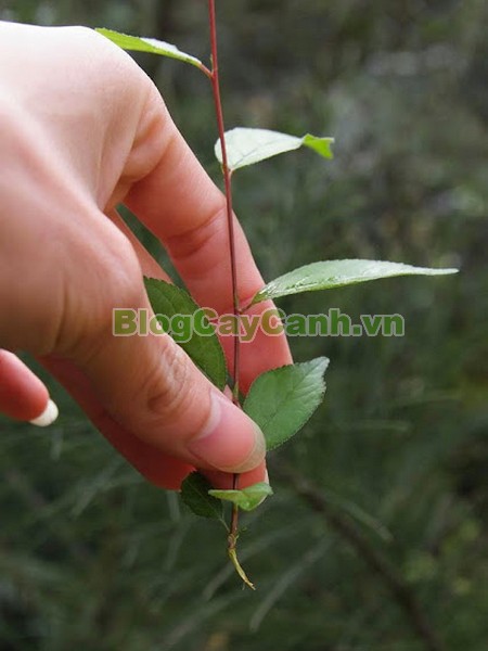 Cây Nhất Chi Mai (Cây Mai Trắng),cây nhất chi mai, họ hoa hồng, Prunus mume Sieb. & Zucc,cây bạch mai, cây hàn mai, cây lưỡng nhị mai, cây nhị độ mai, cây mai trắng, hình ảnh cây nhất chi mai, cây nhất chi mai chữa bệnh, cây nhất chi mai chơi tết, cây mai trắng,