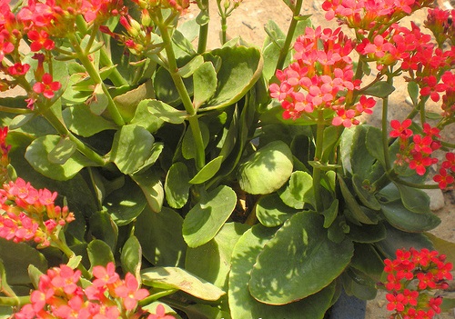 Cây lá bỏng,cây sống đời,hoa sống đời,cây thuốc bỏng,cây bỏng nổ,cây trường sinh,cây lạc địa sinh căn,Kalanchoe pinnata,Bryophyllum calycinum,Bryophyllum pinnatum,cây chữa bệnh,cây chữa bỏng