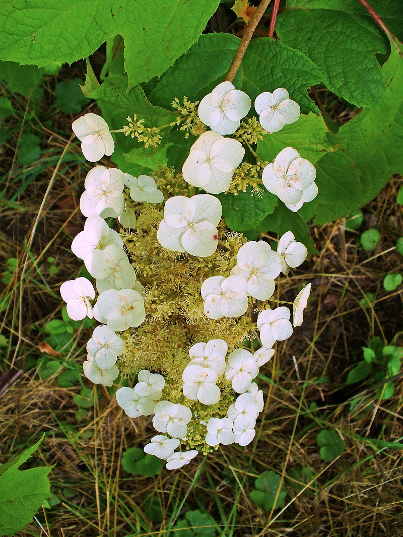 Cẩm tú cầu lá sồi,cam tu cau la soi,hoa cẩm tú cầu,họ cẩm tú cầu,Hydrangea quercifolia