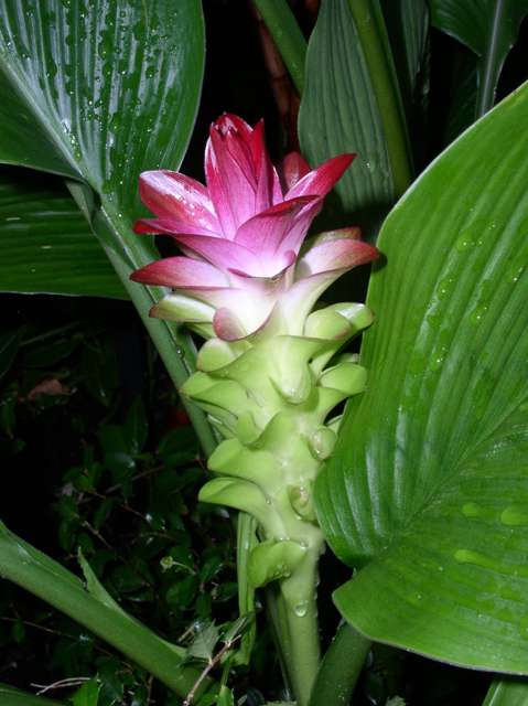 Cây nghệ,nghệ nhà,nghệ trồng,khương hoàng,Curcuma longa,họ gừng,Zingiberaceae,cây thuốc,tác dụng của củ nghệ,củ nghệ làm thuốc,củ nghệ trong ẩm thực