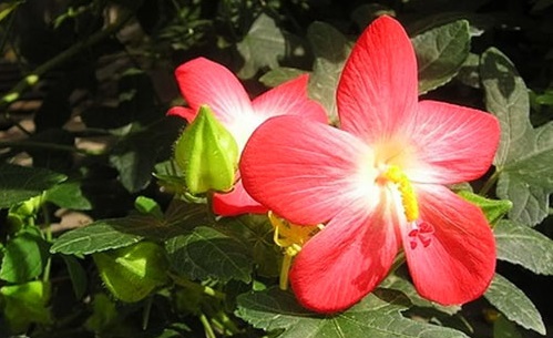 Sâm bố chính,vông vang,bố chính sâm,thổ hào sâm,sâm báo,Abenmoschus moschatus ssp. tuberosus (Span.) Borss,nhân sâm