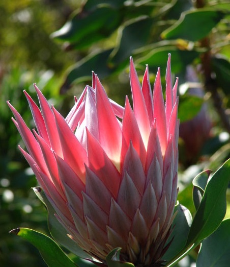 Hoa protea,king protea,quốc hoa Nam Phi,Honeypot,hoa bình mật,King Sugar Bush,Đường thảo Hoàng đế