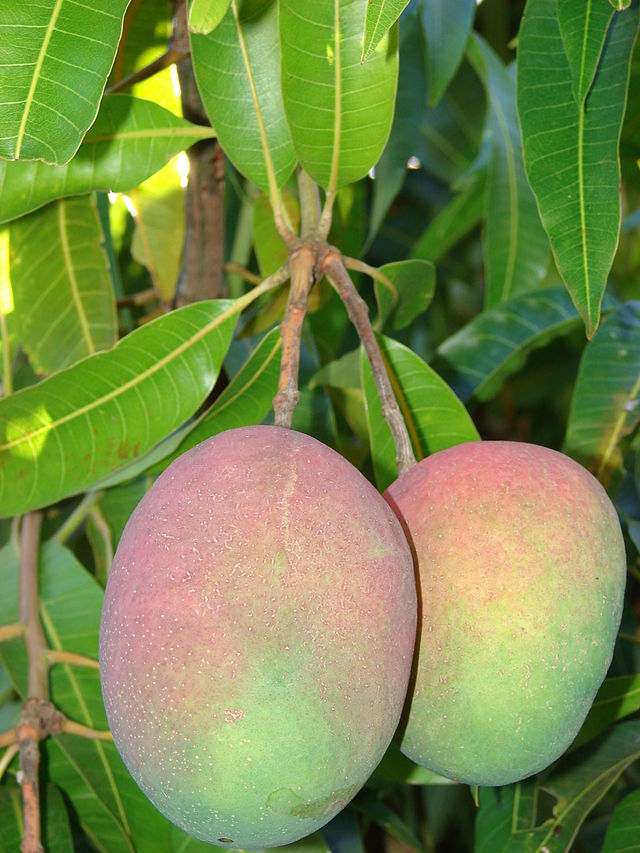 Cây xoài,quả xoài,mango,Mangifera