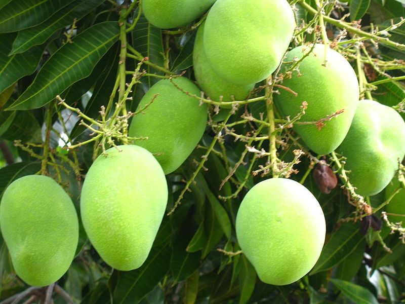 Cây xoài,quả xoài,mango,Mangifera