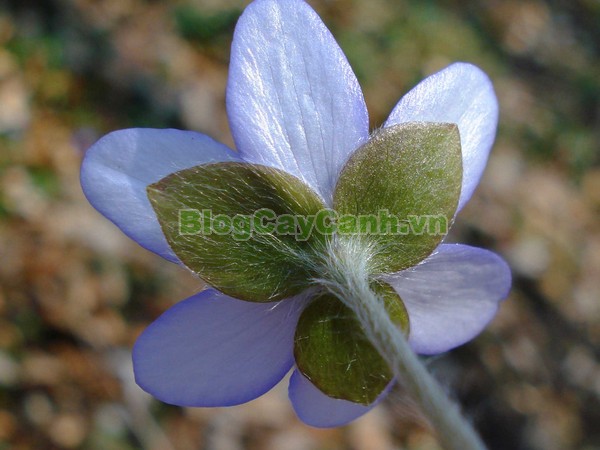 Cây Lá Gan,cây lá gan, công dụng cây lá gan, cây lá gan chữa bệnh, cay la gan, planto hepato,