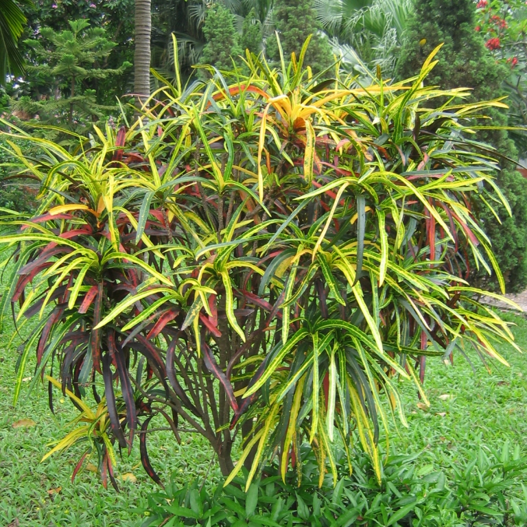 Cây đuôi lươn - cô tòng đuôi lươn