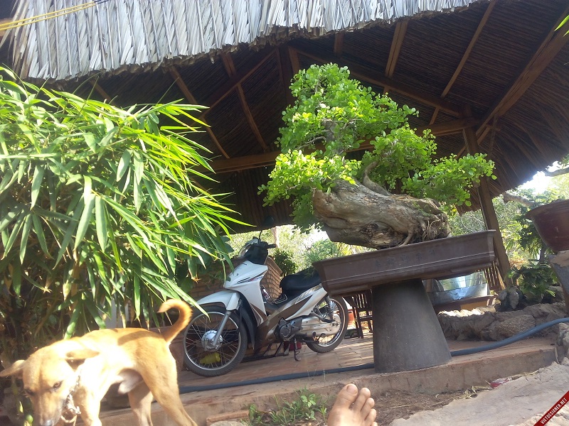 bán cây trắc,bán bộ trắc tam tài thuận buồm xuôi gió,cây cảnh,mua bán cây cảnh,hoa cảnh,sinh vật cảnh,hòn non bộ,Toàn quốc