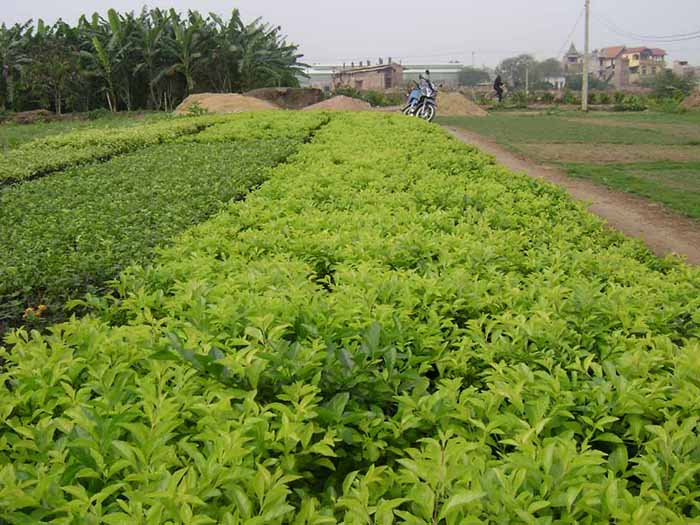 cung cấp cây Chuỗi Ngọc,cây cảnh,mua bán cây cảnh,hoa cảnh,sinh vật cảnh,hòn non bộ,Toàn quốc