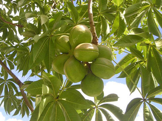 Cây trôm,trôm,mủ trôm,nhựa trôm,Sterculia foetida,tác dụng của mủ trôm