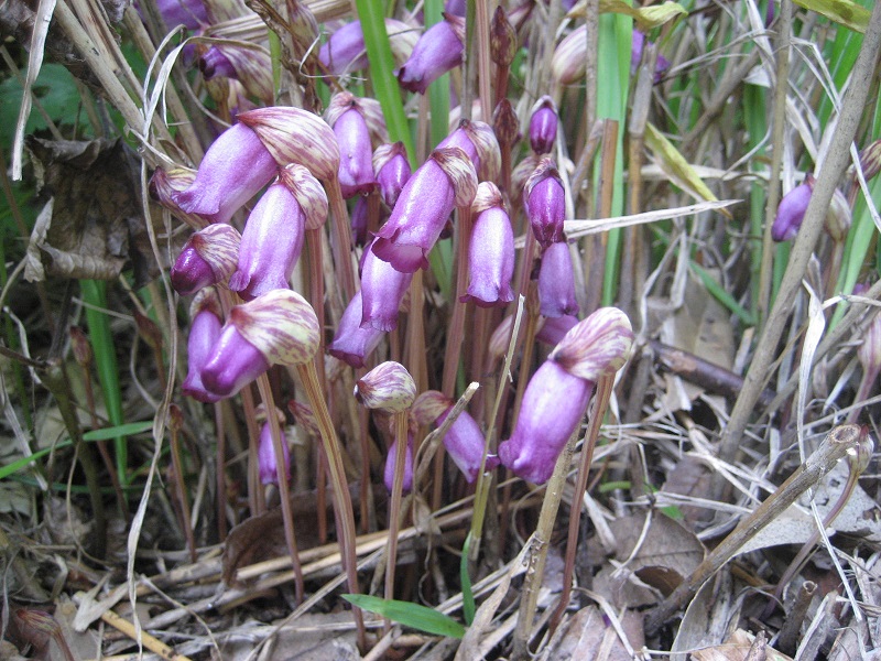 lệ dương,cây tai đất ấn,cây tai đất,cây dã cô,dã cô,họ lệ dương,họ cỏ chổi,Orobanchaceae,tác dụng của cây tài đất