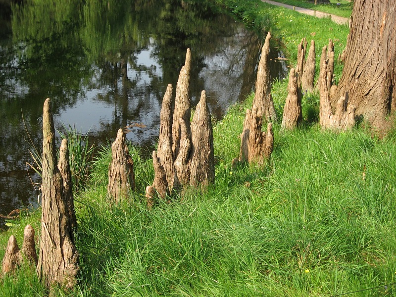 Cây bụt mọc,bụt mọc,Taxodium,Taxodium distichum,Taxodium ascendens,Taxodium mucronatum,bụt mọc ao,bụt mọc Montezuma