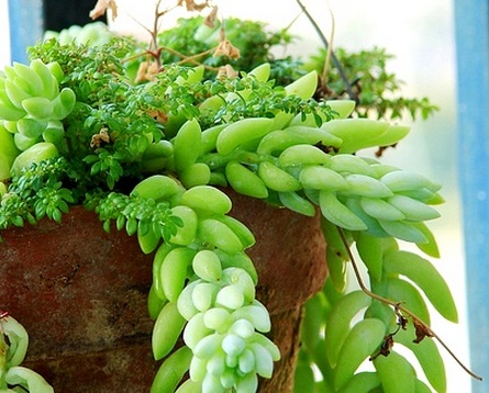 Sen đá chuỗi ngọc