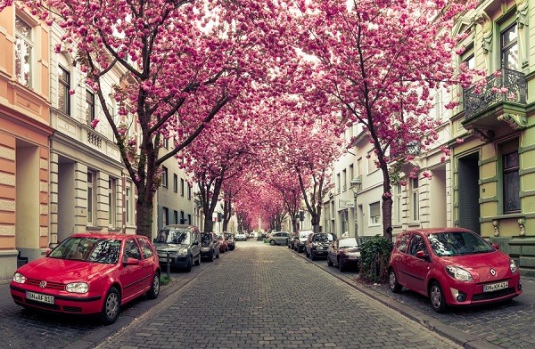 Đường hoa anh đào ở Đức
