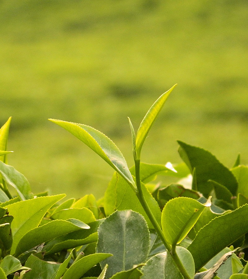 Cây trà,cây chè,Camellia sinensis,trà xanh,trà ô long,trà đen,chè Thái Nguyên,chè Phú Thọ,chè Hòa Bình,chè Tân Cương Thái Nguyên