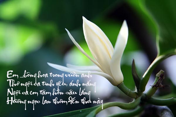 Hoa cây Ngọc lan tỏa hương dịu dàng khi nở