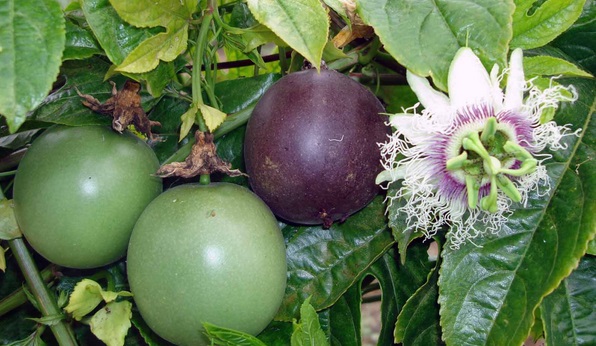 Chanh dây,chanh leo,chùm bao trứng,cây mắc mát,cây mát mát,lạc tiên,cây chanh,quả chanh,Passiflora incarnata,Passiflora edulis,Passiflora