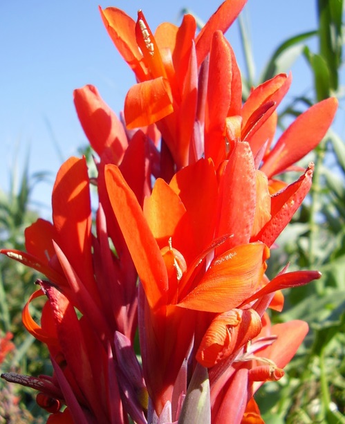 Cây dong cảnh,cây dong