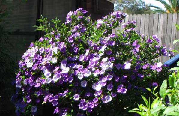 Nhài Nhật mang 2 màu hoa trên một cây tỏa hương thoang thoảng