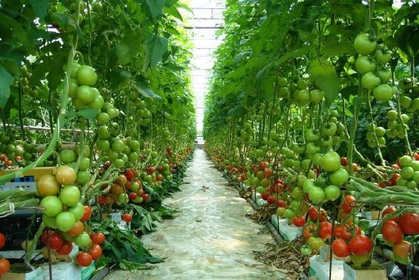 Cà chua,cây cà chua,họ bạch anh,tomato,Solanum lycopersicum,Lycopersicon lycopersicum (L.) H. Karst,Lycopersicon esculentum Mill,cây thực phẩm,cây ăn quả