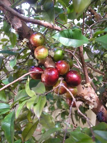 Cây hồng quân, bồ quân, bù quân, mùng quân trắng,mùng quân rừng,cây quân,Flacourtia jangomas