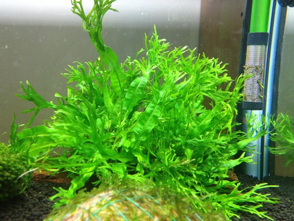 Dương xỉ sừng hươu,cây thủy sinh,cây dương xỉ,microsorum pteropus windelov