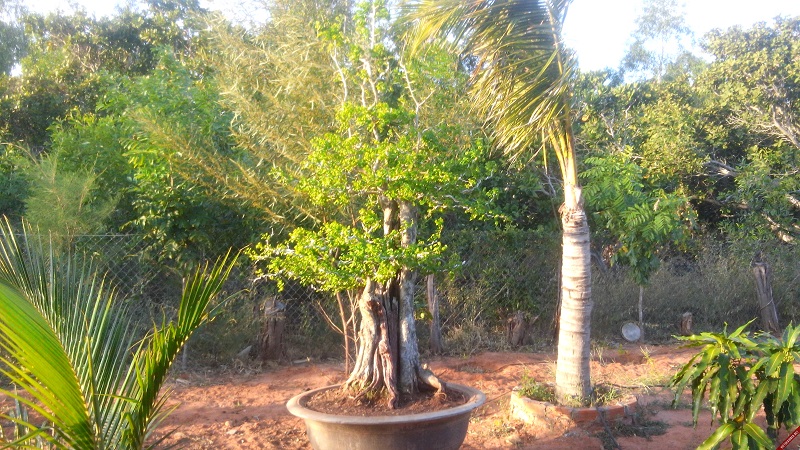 bán cây trắc,bán bộ trắc tam tài thuận buồm xuôi gió,cây cảnh,mua bán cây cảnh,hoa cảnh,sinh vật cảnh,hòn non bộ,Toàn quốc