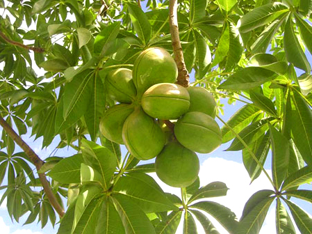 Cây trôm,trôm,mủ trôm,nhựa trôm,Sterculia foetida,tác dụng của mủ trôm