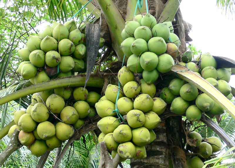 Quả dừa
